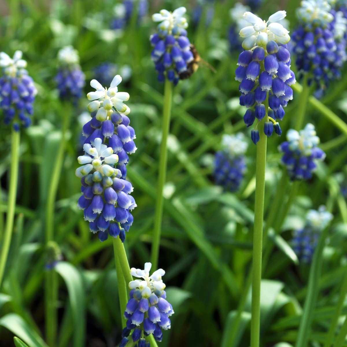 Muscari armeniacum 'Touch of Snow'
